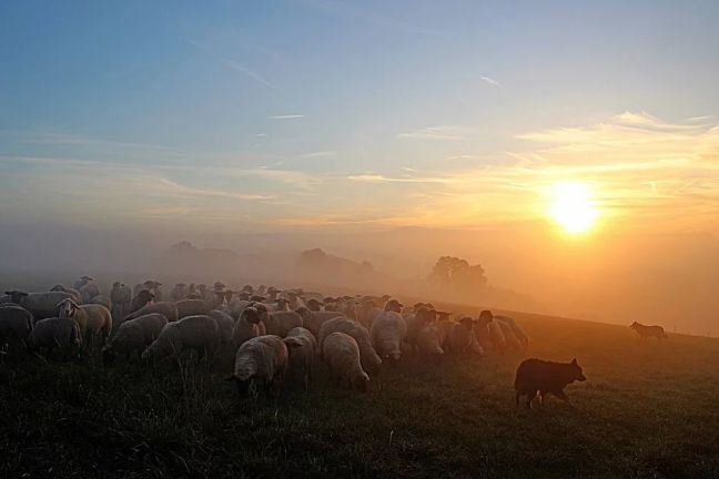 flock-of-sheep-2252296_960_720